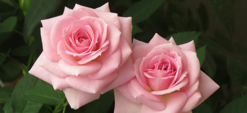 ТОП-10 сортов роз, у которых долго держится цветок