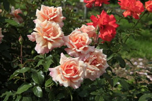 Чем отличается роза флорибунда от чайно-гибридной фото 1