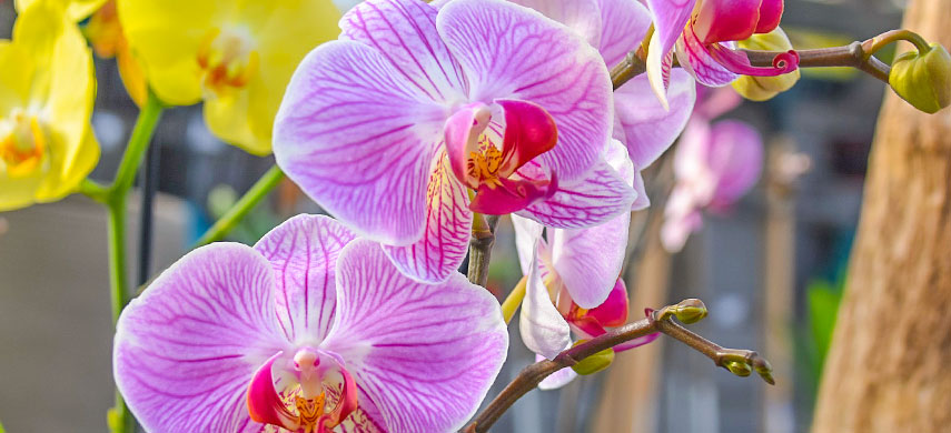 Как выращивать орхидеи: 8 простых советов для новичков