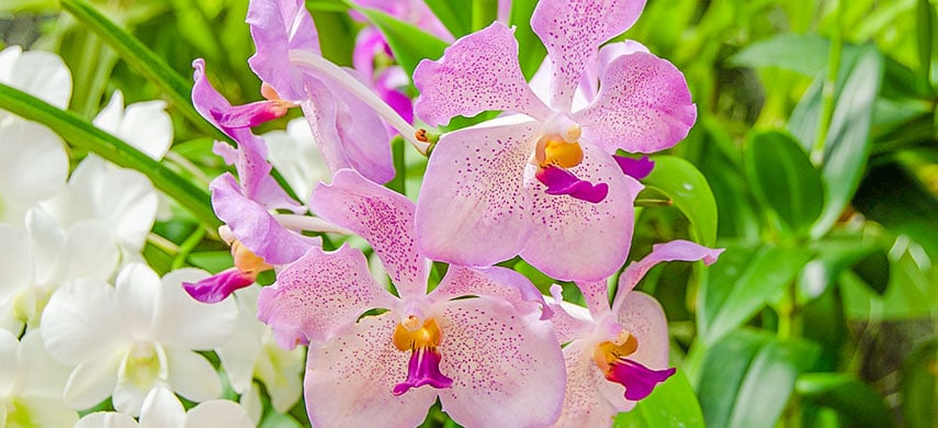 Как выращивать орхидеи: 8 простых советов для новичков