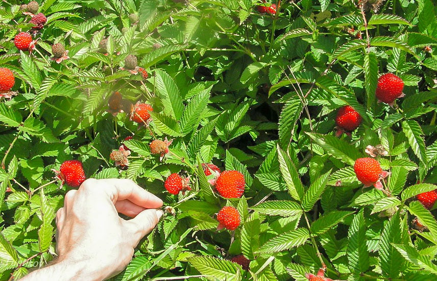 Малино-клубника (клубничная малина) – секреты выращивания