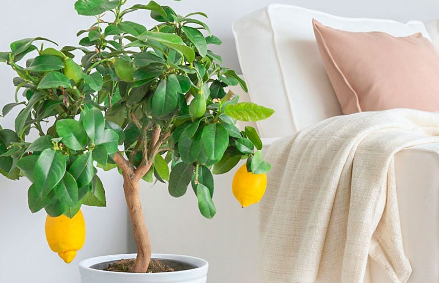 Как помочь вашему домашнему лимонному дереву зимой: советы и рекомендации