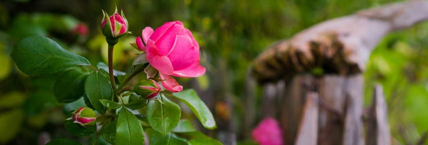Чайная роза: посадка, уход, сорта и размножение