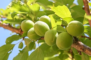 почему опадают зелёные плоды абрикоса