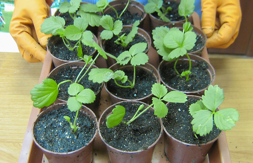 Как вырастить вкусную землянику в домашних условиях – советы садоводов №3