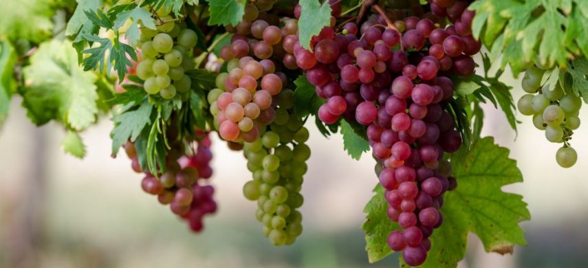 Когда и как сажать виноград весной
