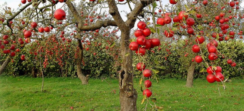 Особенности весенней посадки яблонь