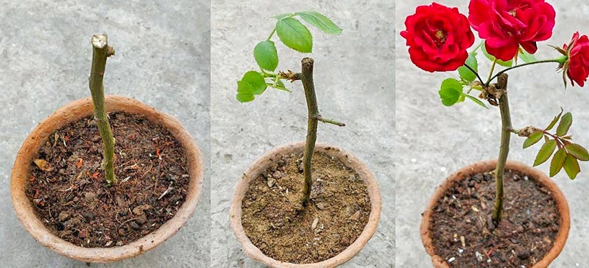 Как вырастить розу из букета?