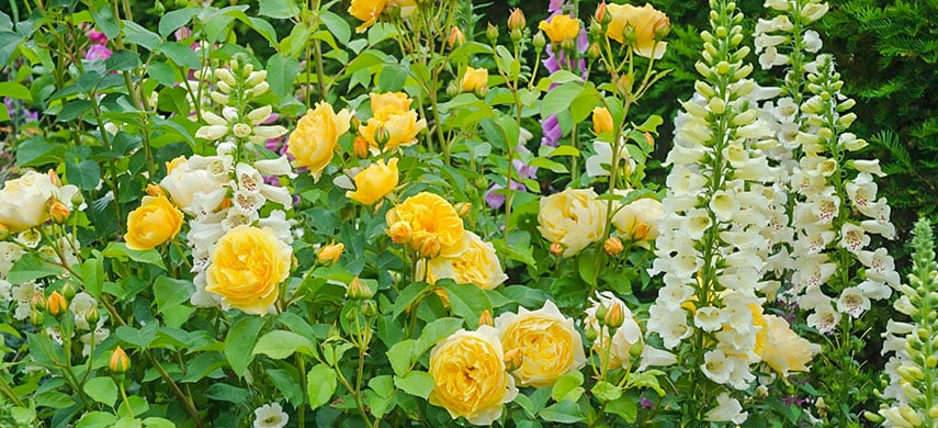Лучшие соседи для розы, или свита для королевы сада