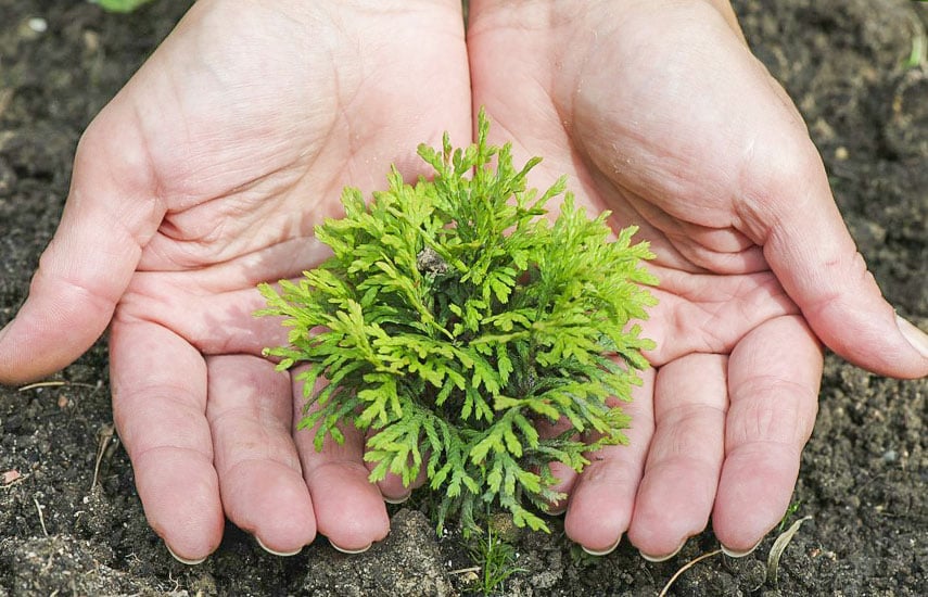 Выращивание туи: посадка и уход за деревом жизни