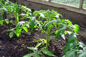Теплый парник - простой способ выращивания рассады и ранних овощей