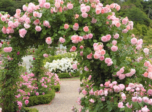 Каталог - -60% на пышные и ароматные розы - Bekker.kz Казахстан